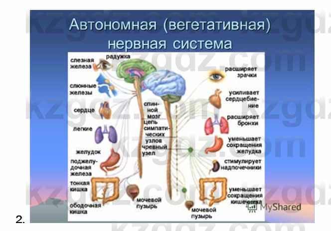 Биология Соловьева 7 класс 2017  Анализ 43.2