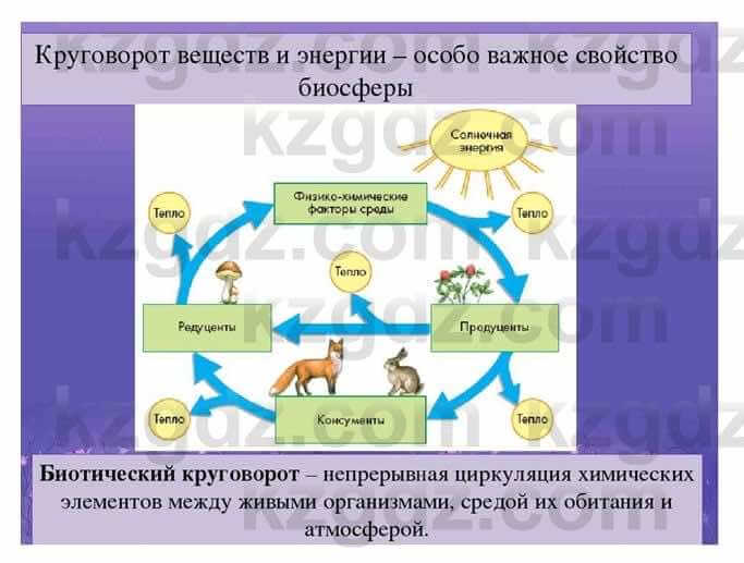 Биология Соловьева 7 класс 2017  Синтез 12.3